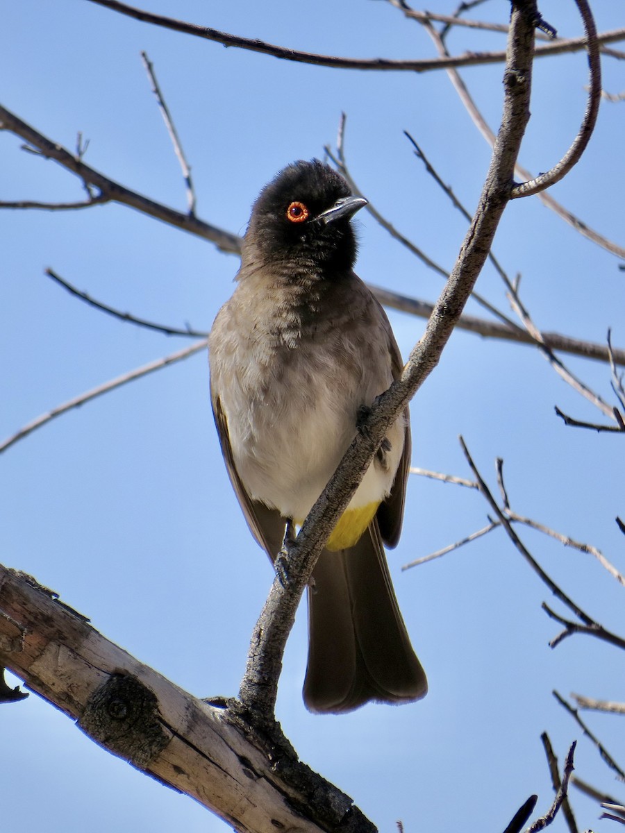Black-fronted Bulbul - ML645466170