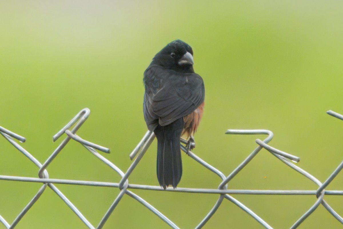 Chestnut-bellied Seed-Finch - ML645466182