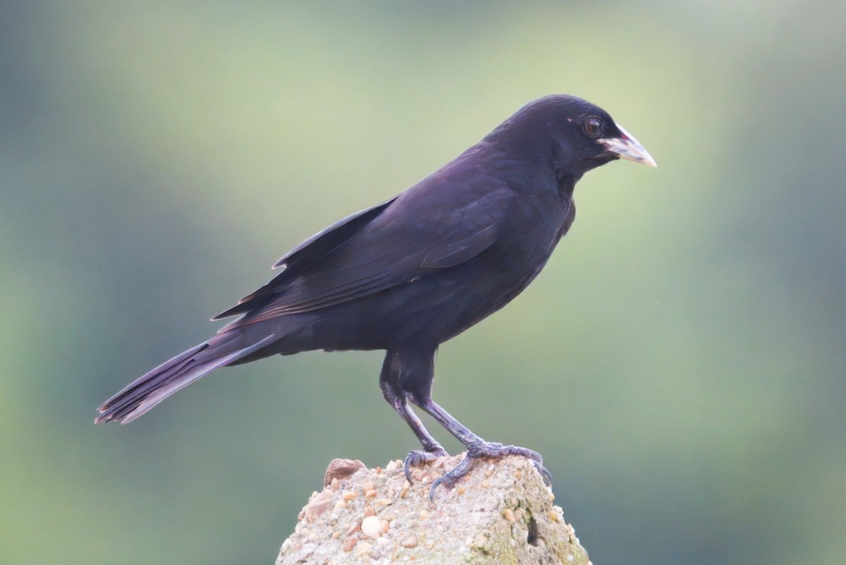 Shiny Cowbird - ML645466195