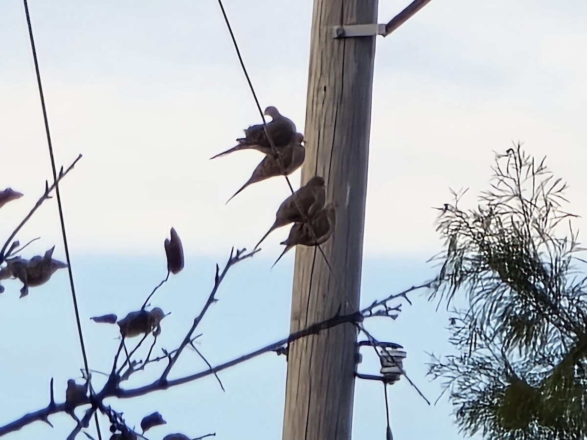 hrdlička karolínská - ML645466196