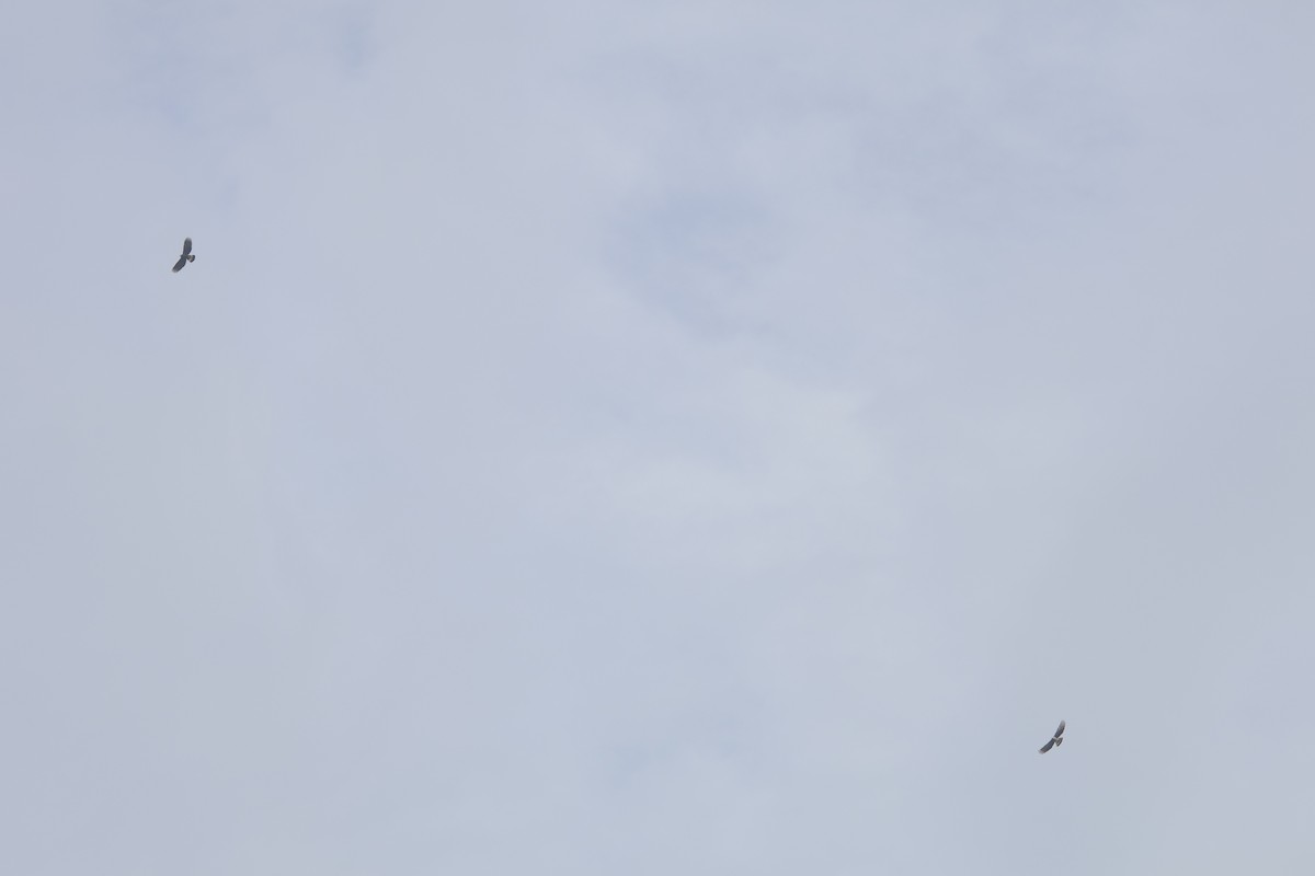 Hook-billed Kite - ML645466197