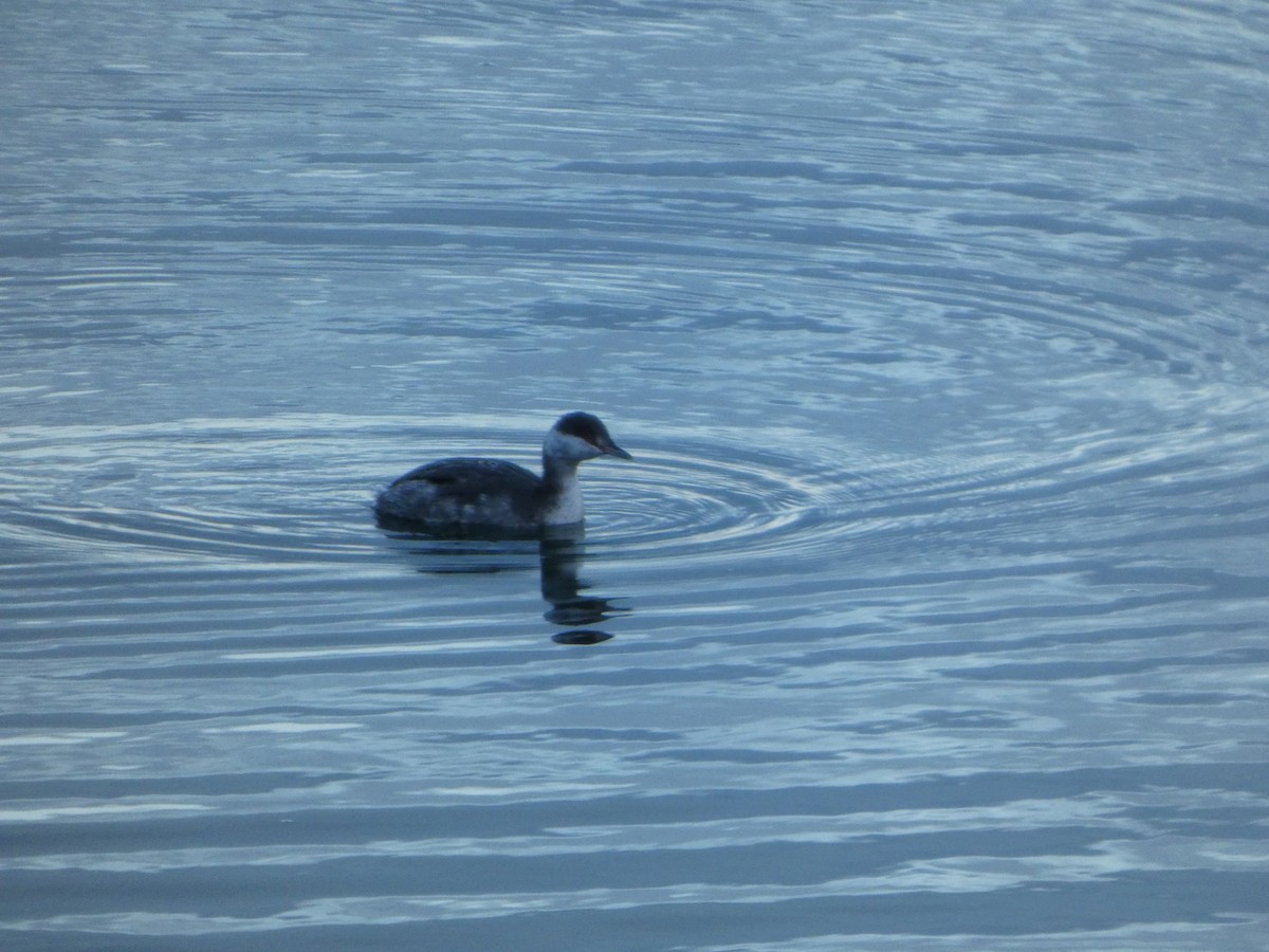 Horned Grebe - ML645466200