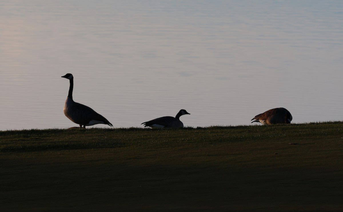 Oca canadese maggiore - ML645466208