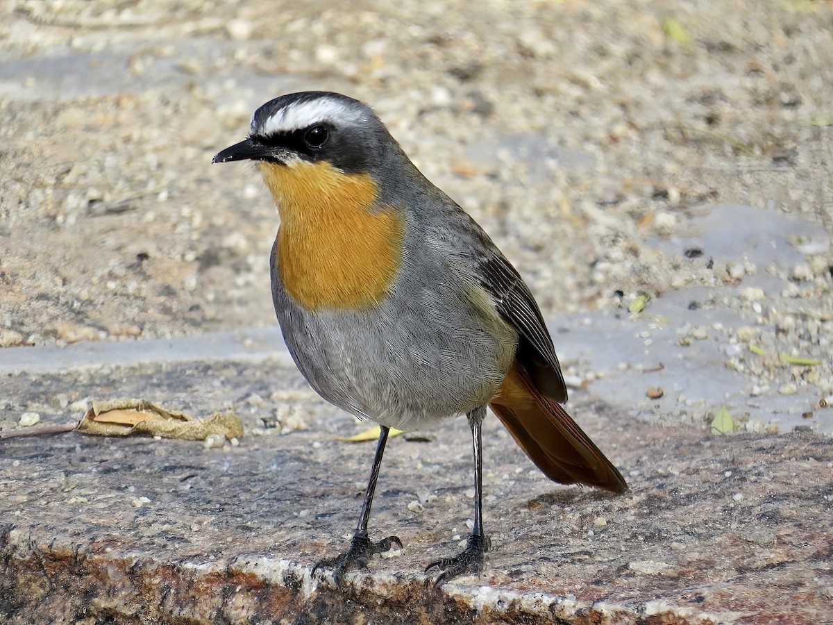 Cape Robin-Chat - ML645466224