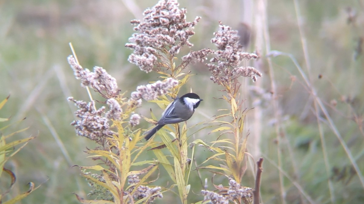 Black-capped Chickadee - ML645466226