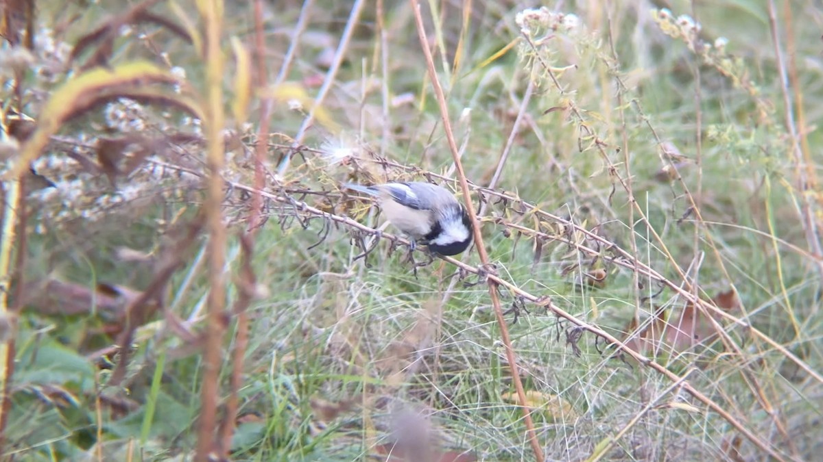 Black-capped Chickadee - ML645466227