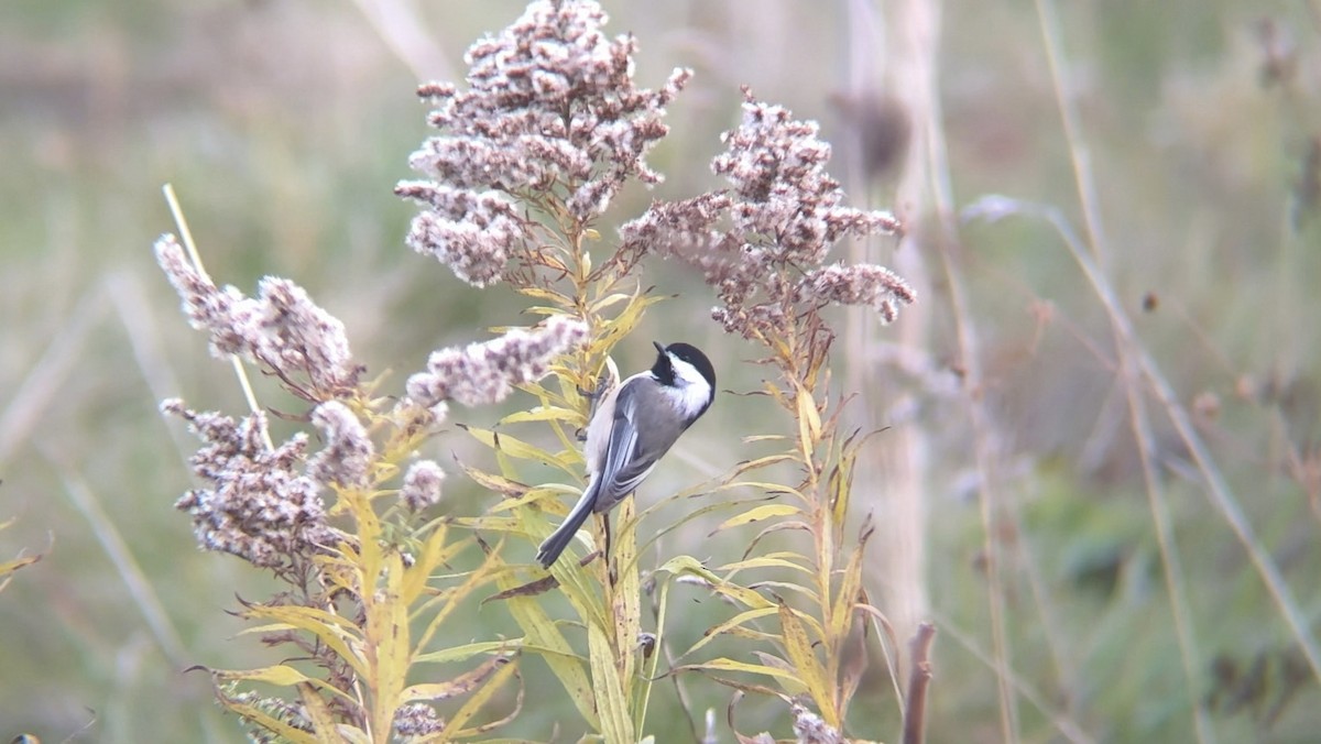 Black-capped Chickadee - ML645466228