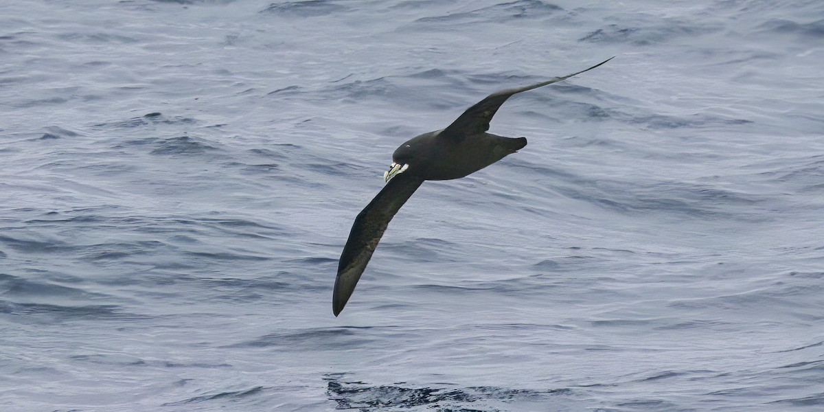 White-chinned Petrel - ML645466229