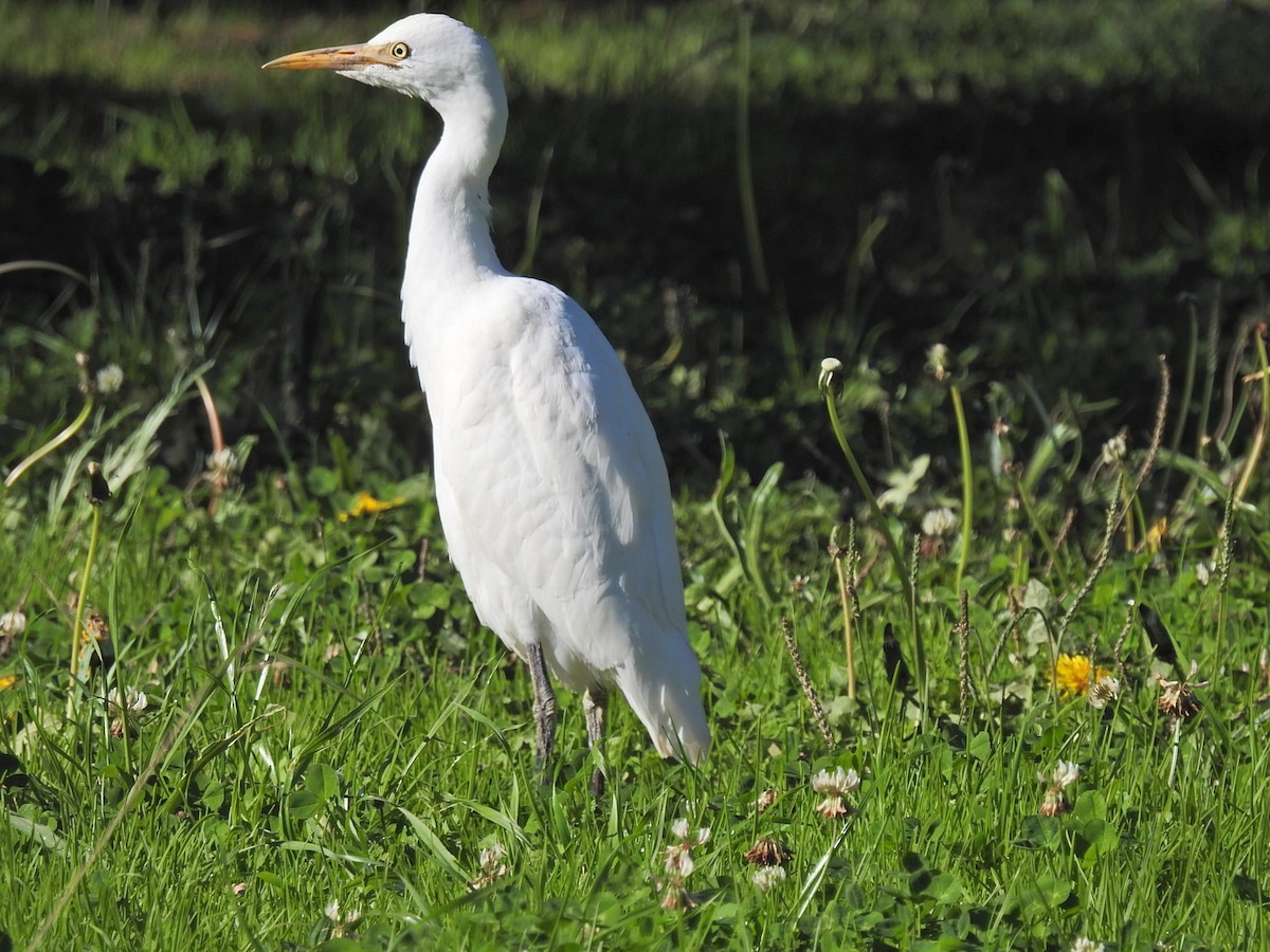Western Cattle-Egret - ML645466233