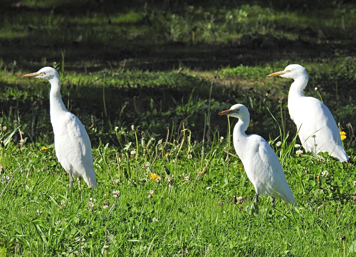 Western Cattle-Egret - ML645466239