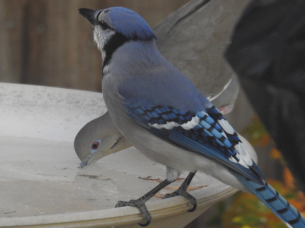 Сизойка блакитна - ML645466243