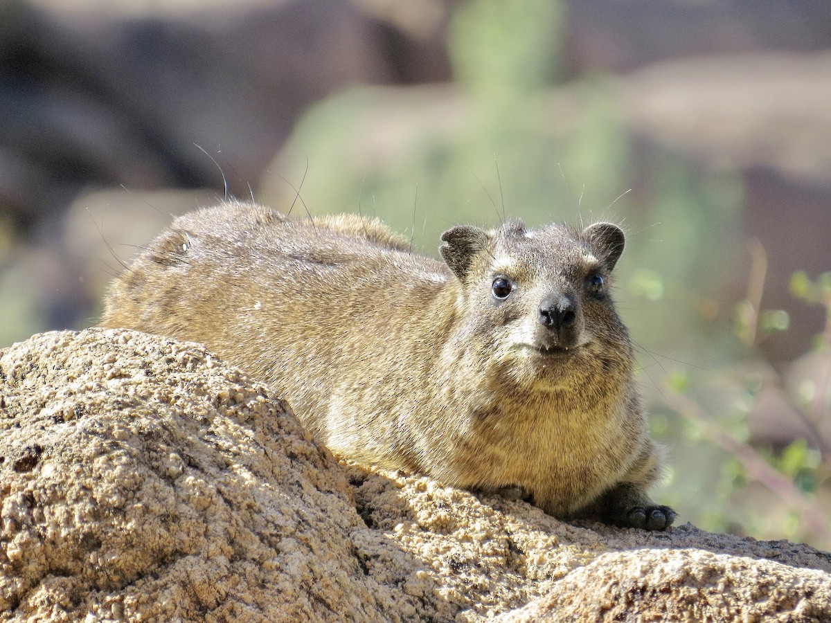 Rock Hyrax - ML645466245