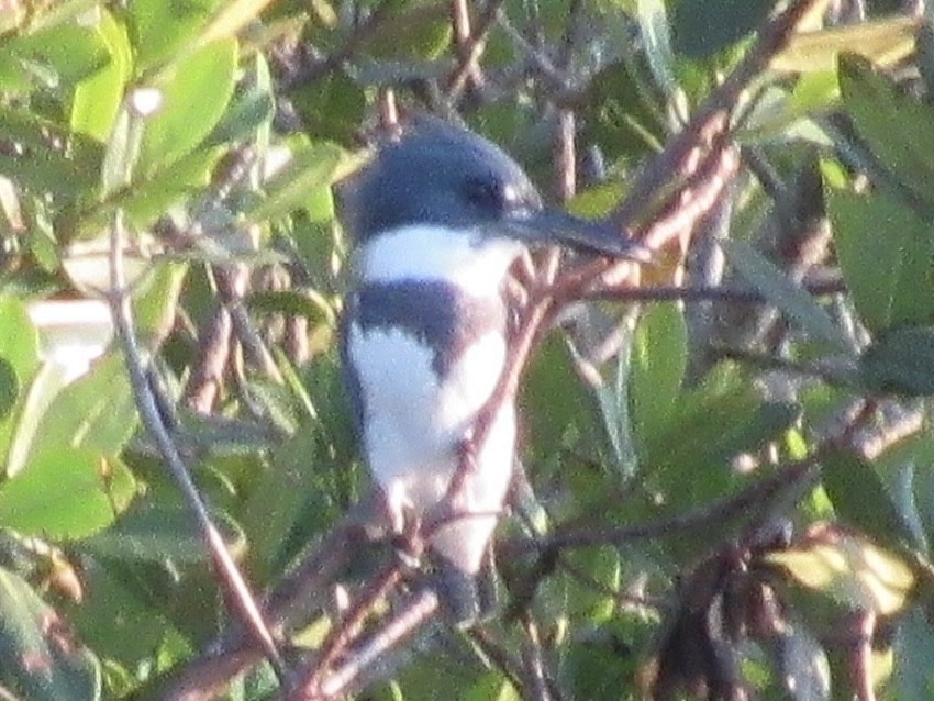 שלדג אמריקני - ML645466246