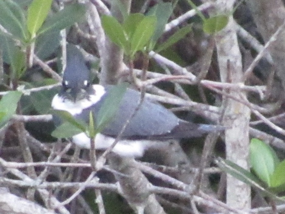 שלדג אמריקני - ML645466247