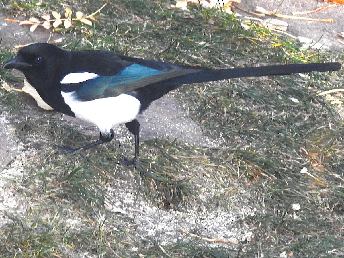 straka americká - ML645466251