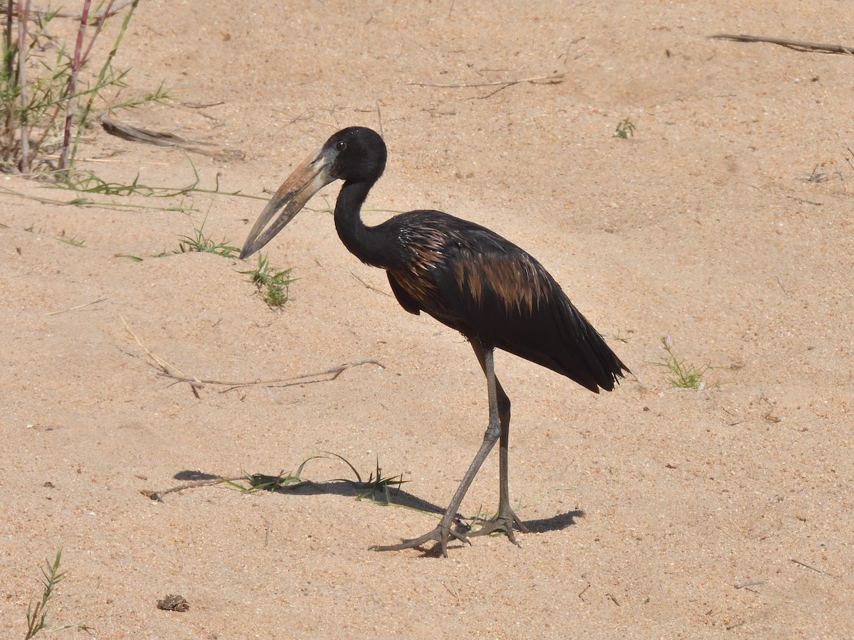 Matxardamoko beltza - ML645466257