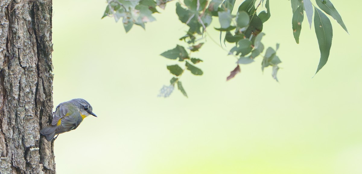 Eastern Yellow Robin - ML645466258
