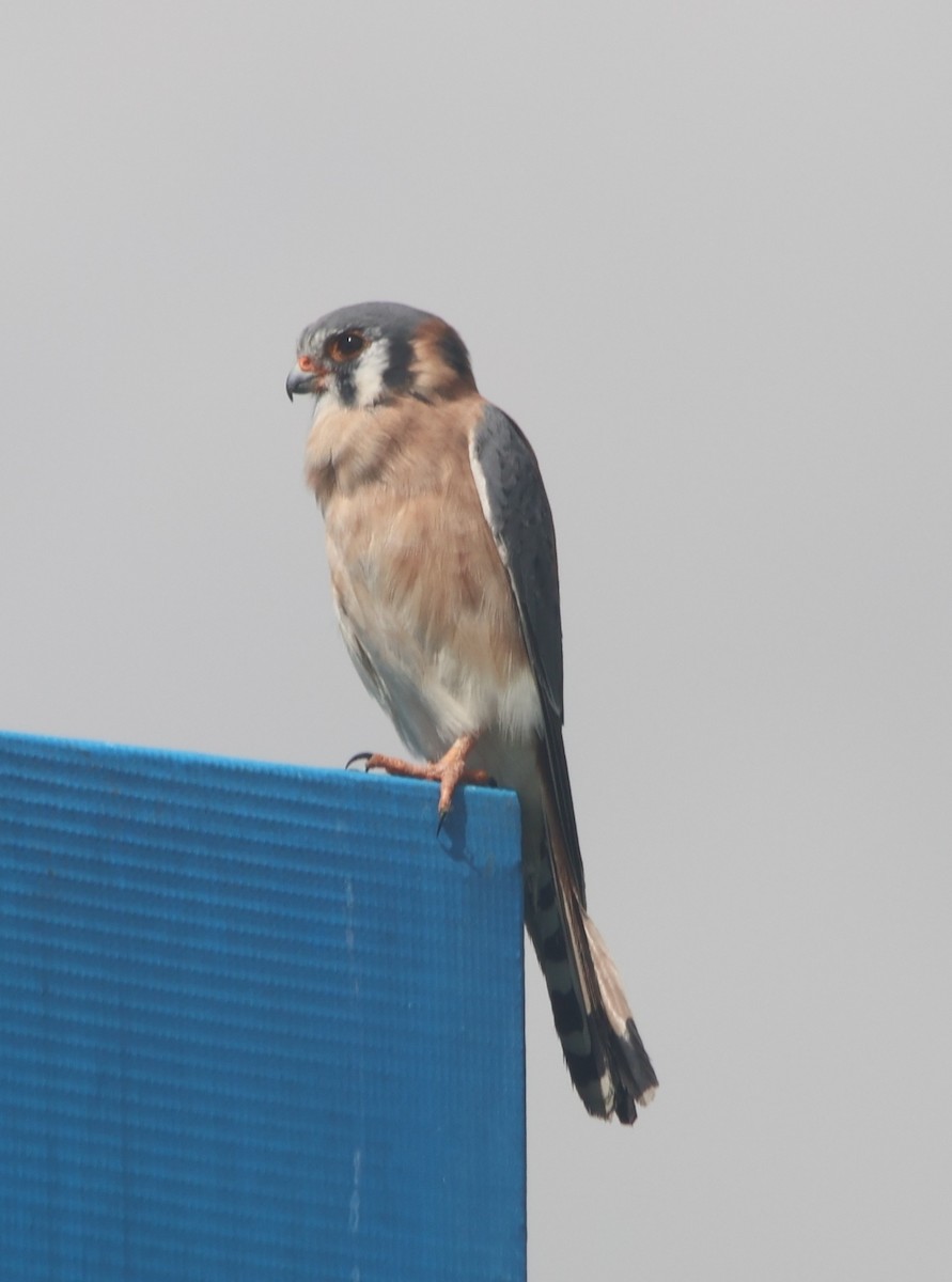 poštolka pestrá - ML645466259