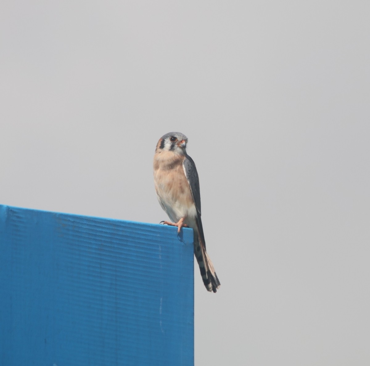 poštolka pestrá - ML645466260