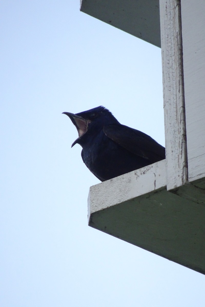 Elai purpura - ML645466263