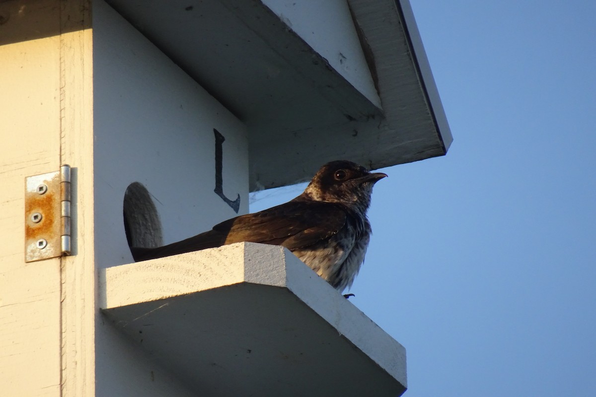 Elai purpura - ML645466264