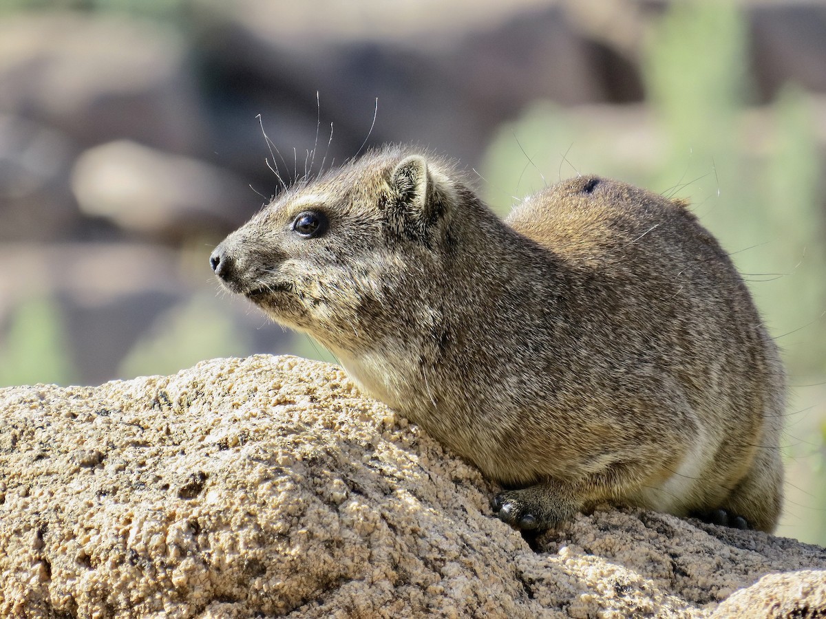 Rock Hyrax - ML645466271
