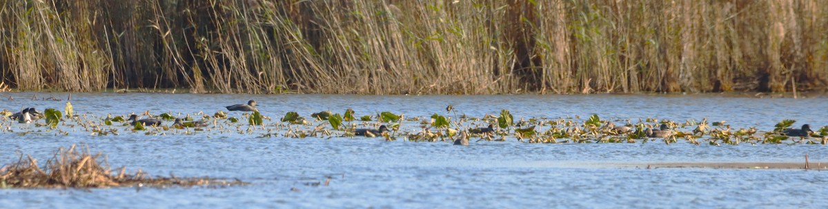 Gadwall - ML645466272