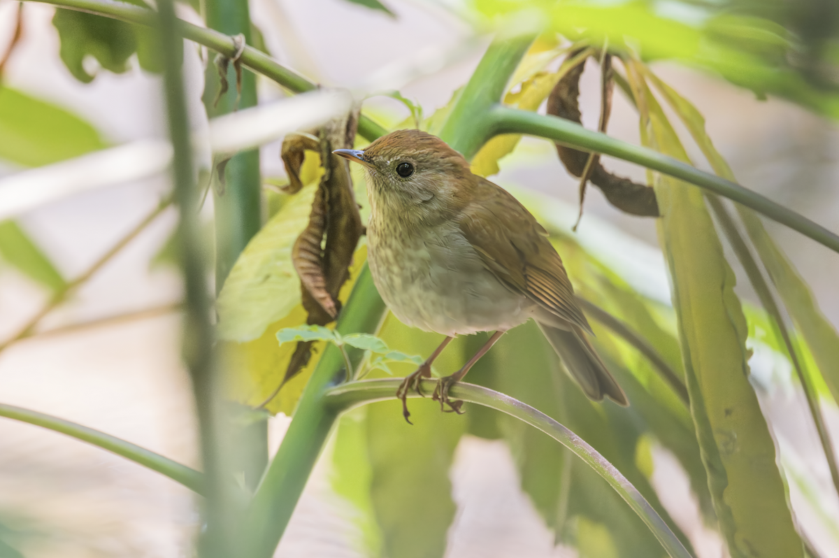 Russet Nightingale-Thrush - ML645466273