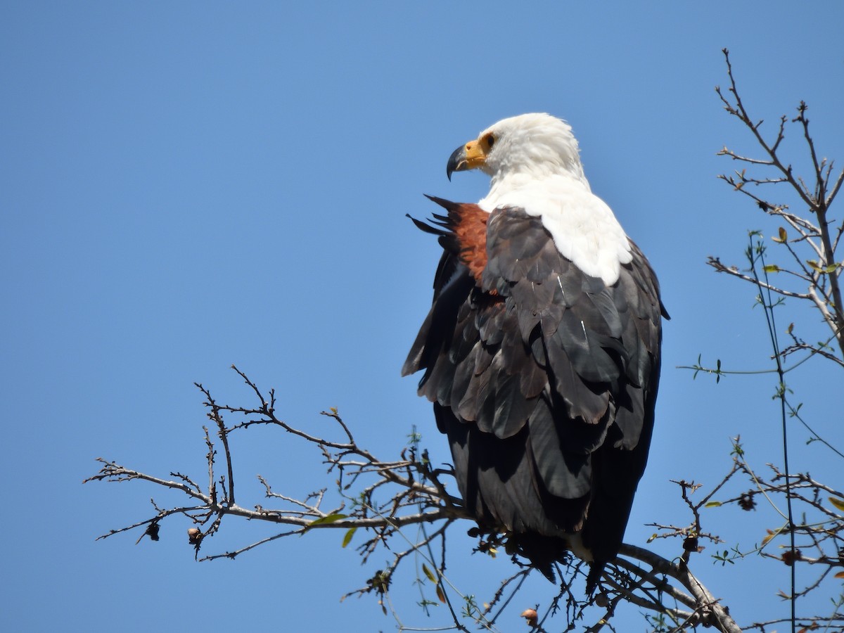 flodørn - ML645466276