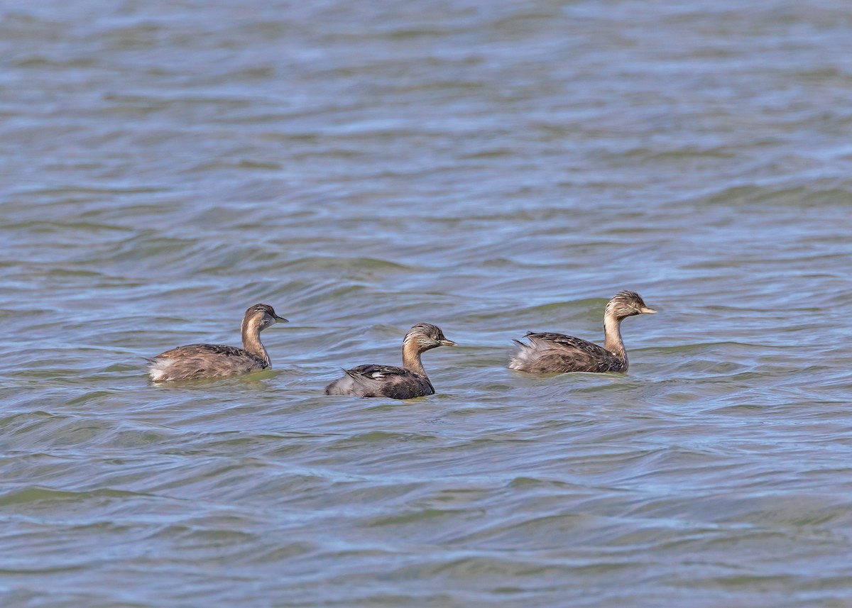 Hoary-headed Grebe - ML645466281