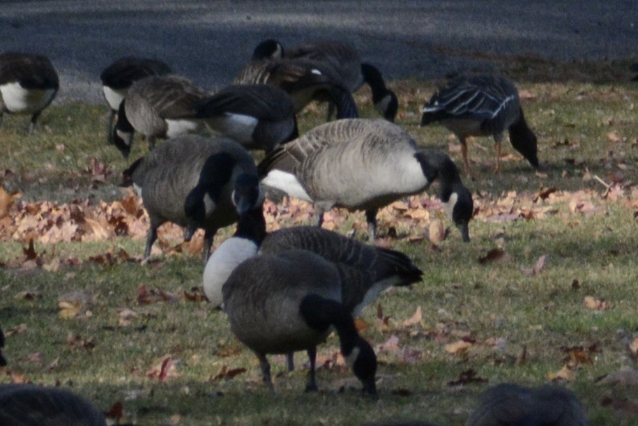 Oca canadese maggiore - ML645466287