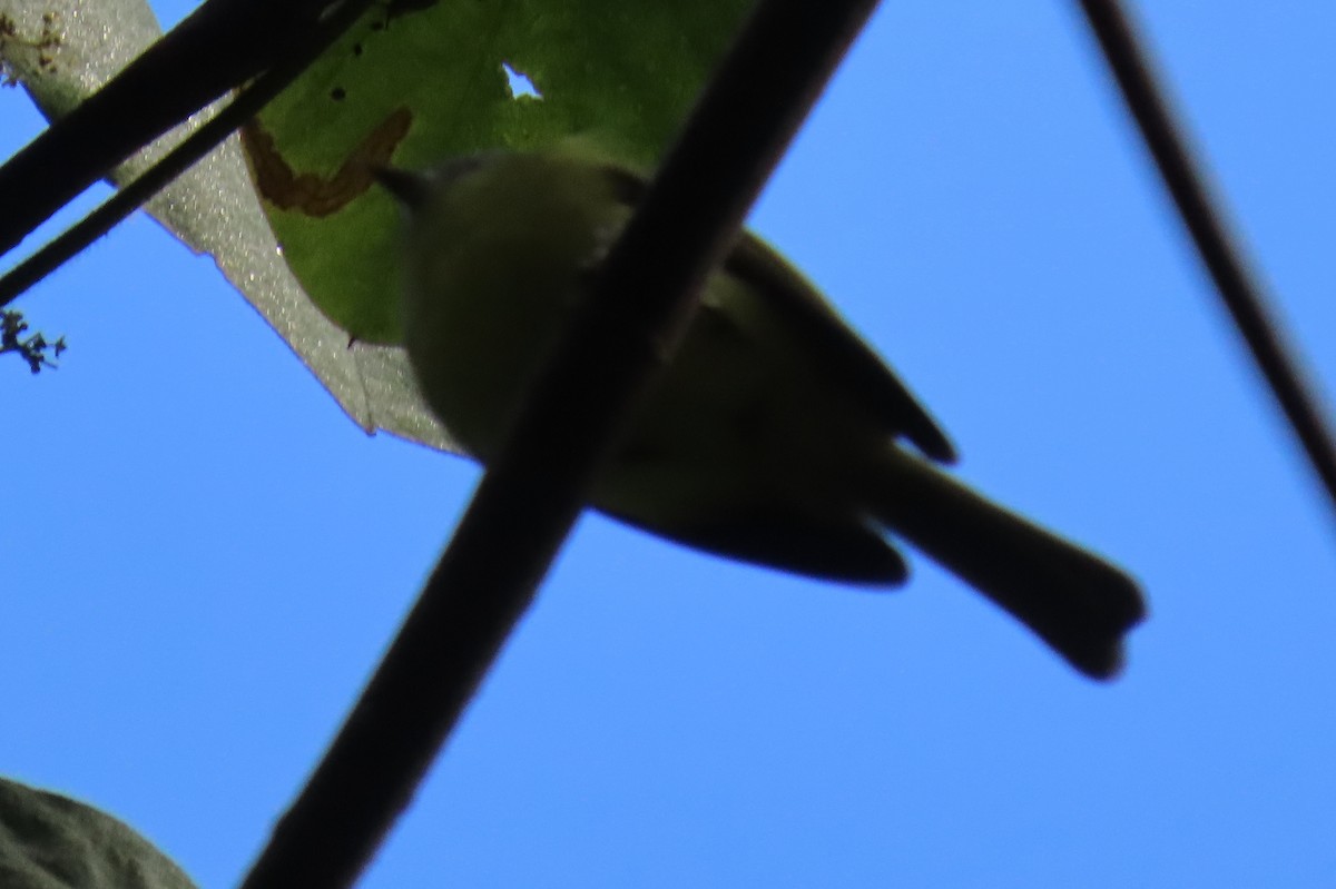 Marble-faced Bristle-Tyrant - ML645466289