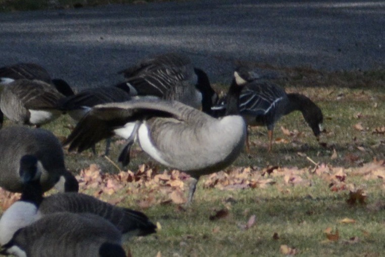 Oca canadese maggiore - ML645466290