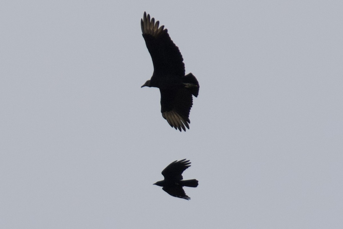 Black Vulture - ML645466292