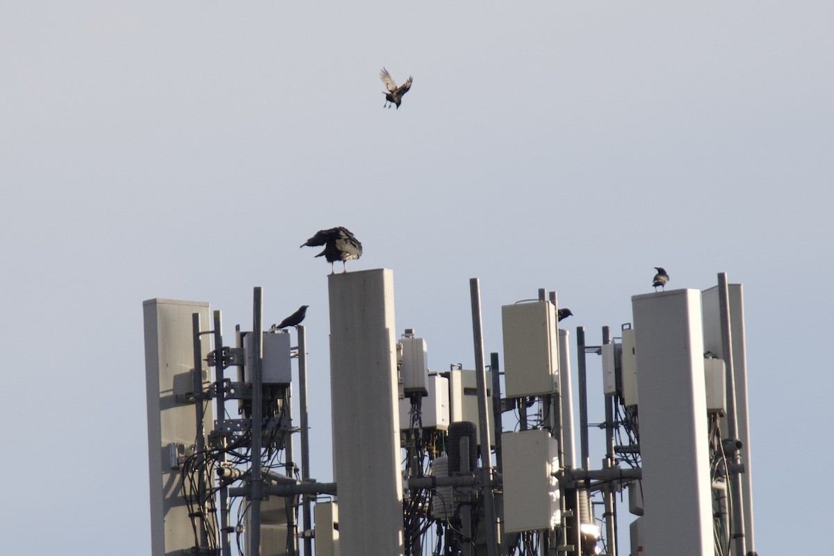 Black Vulture - ML645466293