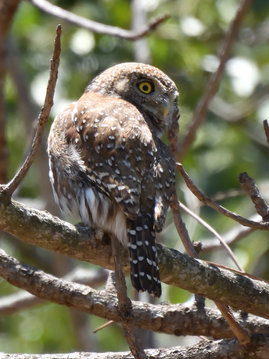 Pearl-spotted Owlet - ML645466296