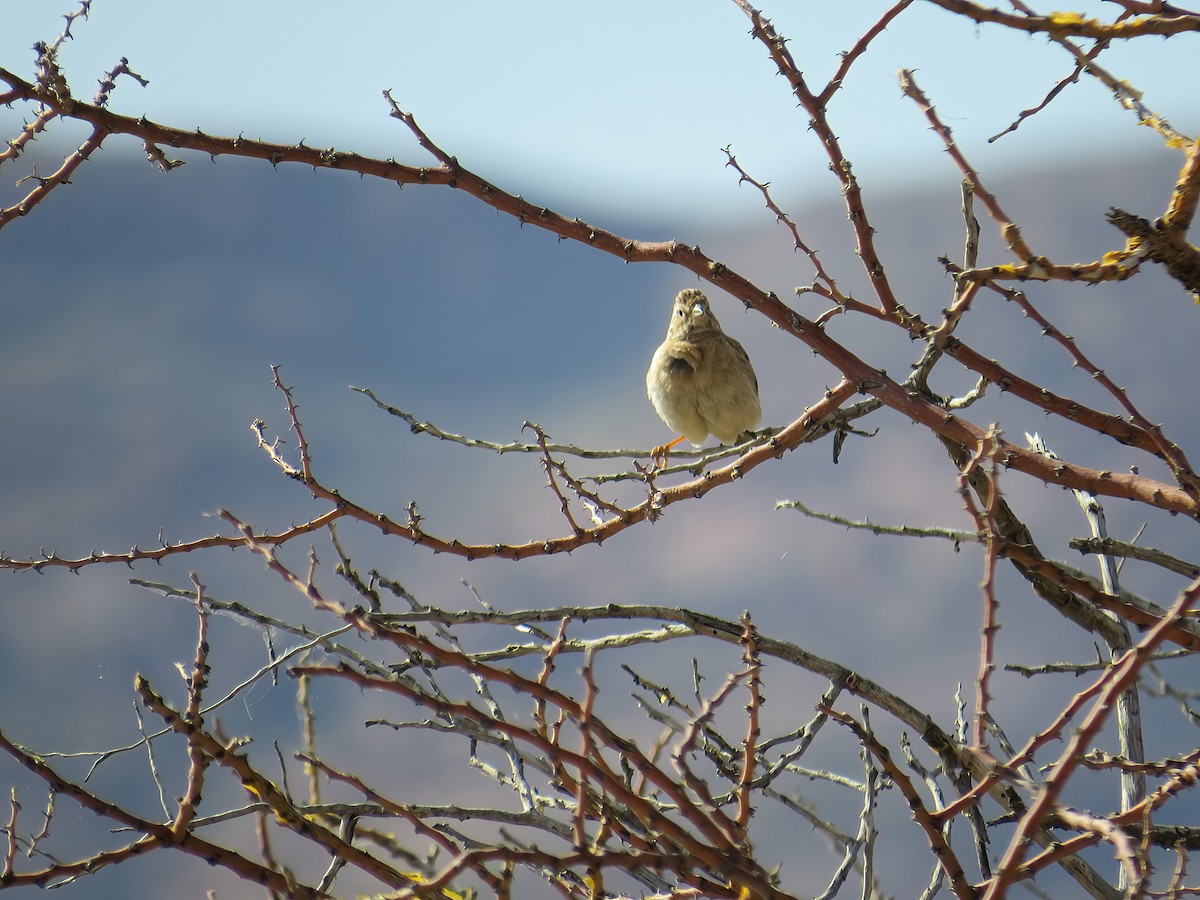 Lark-like Bunting - ML645466303