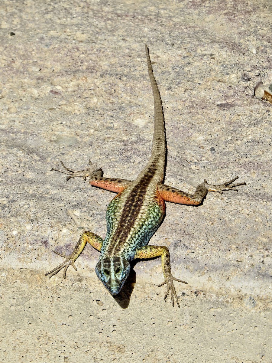 Augrabies flat lizard - ML645466324