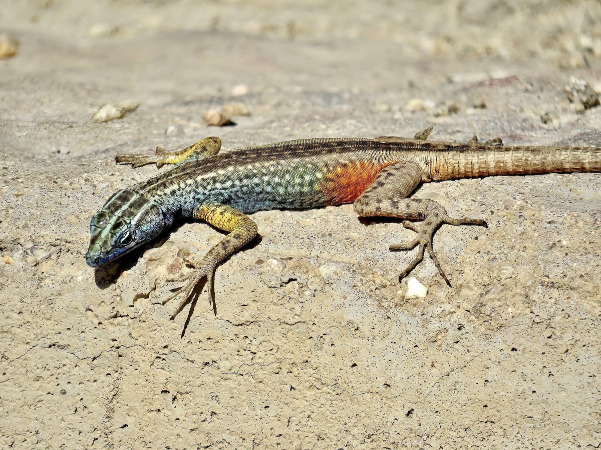 Augrabies flat lizard - ML645466337