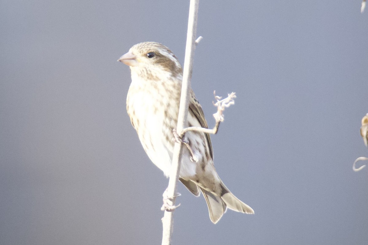 hýl nachový - ML645466349