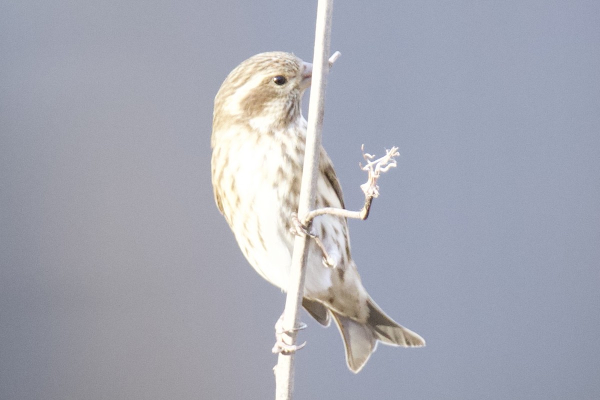 hýl nachový - ML645466350