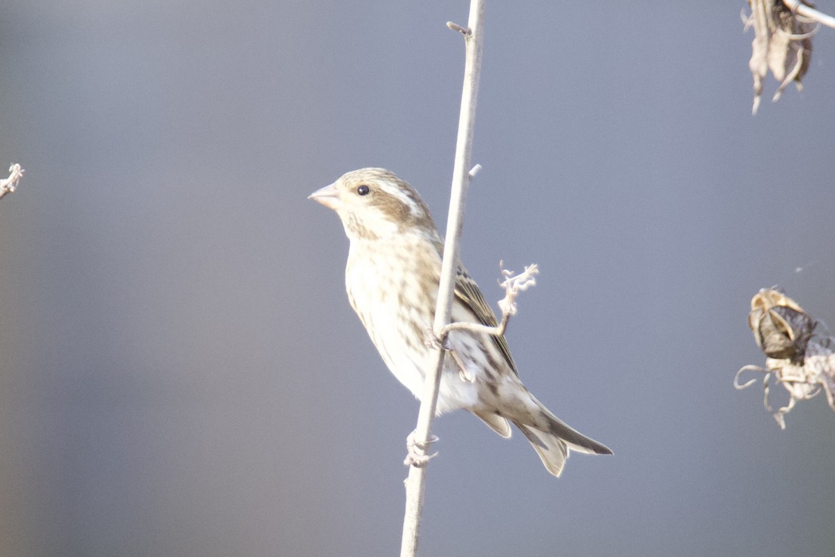 hýl nachový - ML645466351