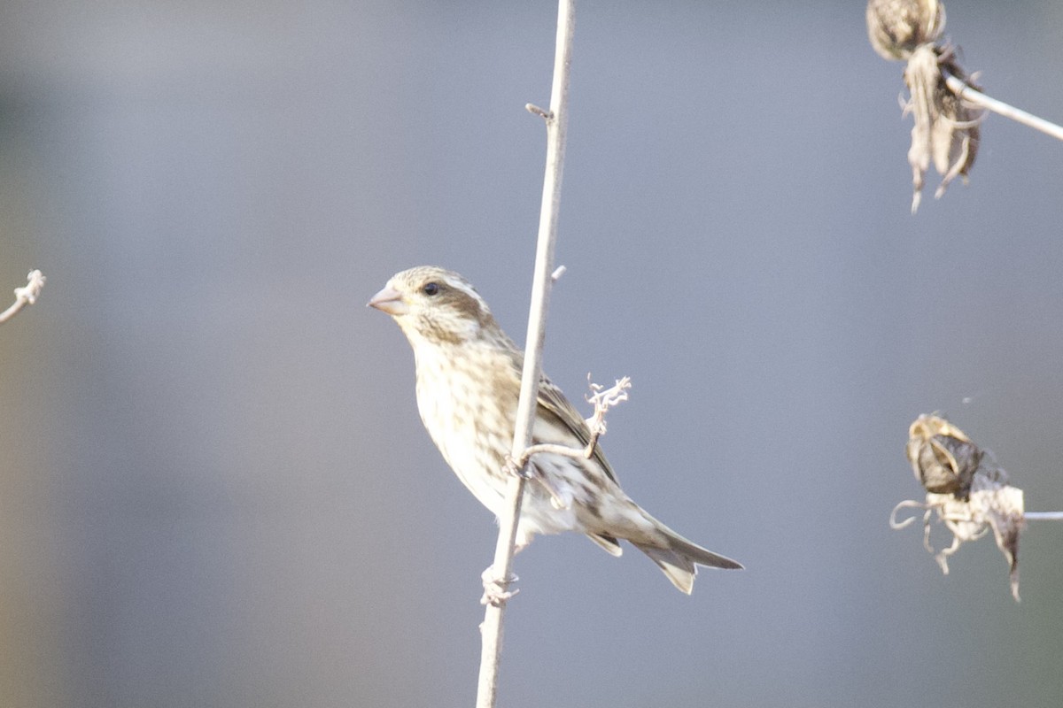 hýl nachový - ML645466352