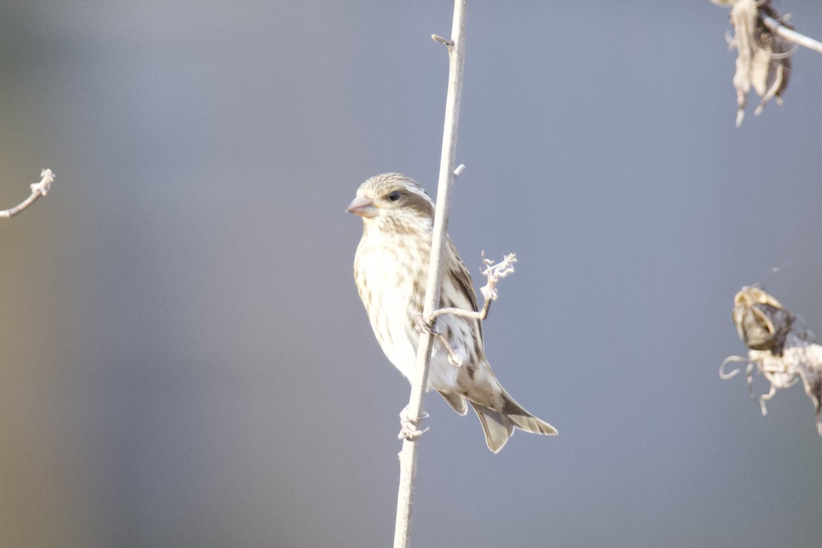 hýl nachový - ML645466353