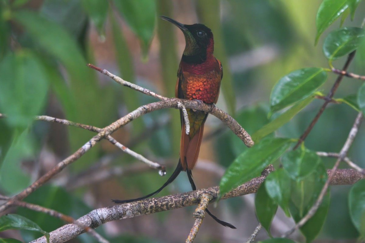 Crimson Topaz - ML645466366