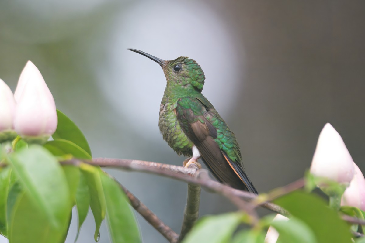 Crimson Topaz - ML645466368