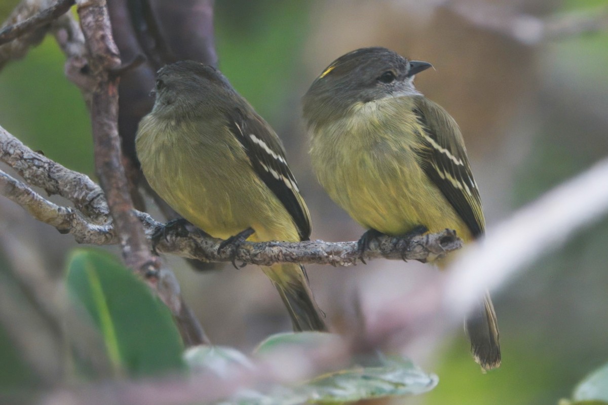 Yellow-crowned Tyrannulet - ML645466385