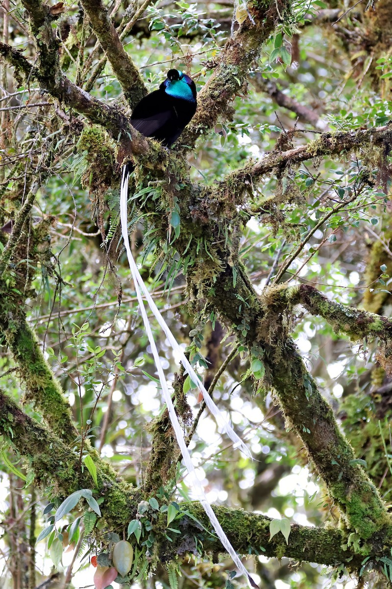 Ave del Paraíso Cuelgacintas - ML645466386