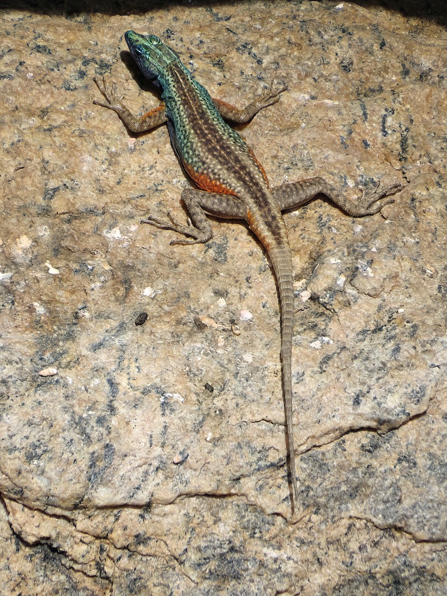 Augrabies flat lizard - ML645466387