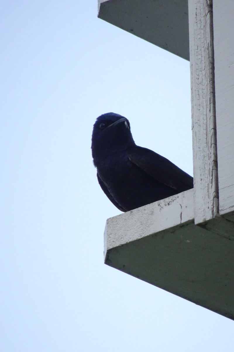 Elai purpura - ML645466393